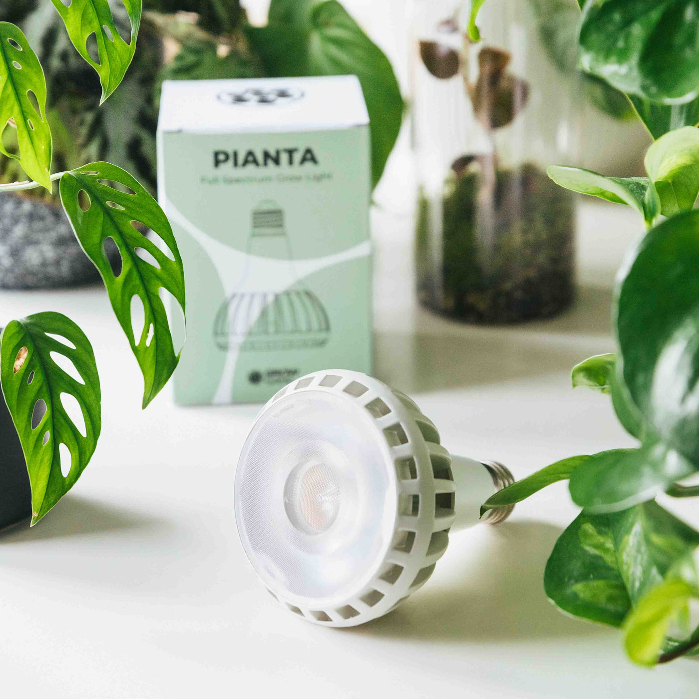 Grow Gang Pianta LED Grow Light Bulb
