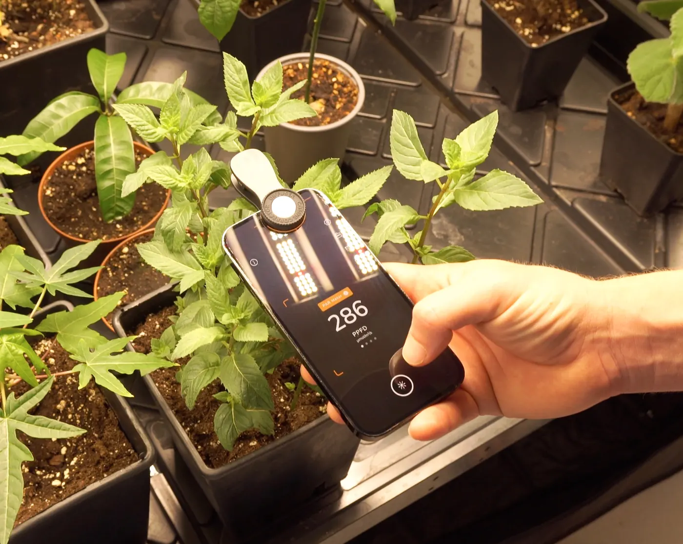 Measuring the PPFD of a grow light with the Photone app on a smartphone