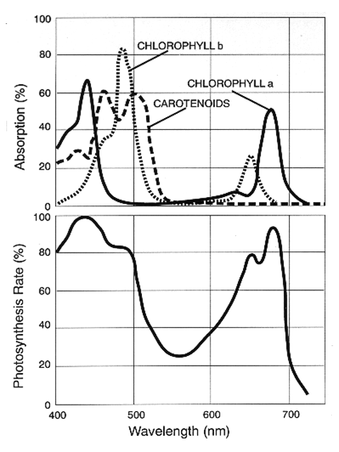 Par photosynthesis deals