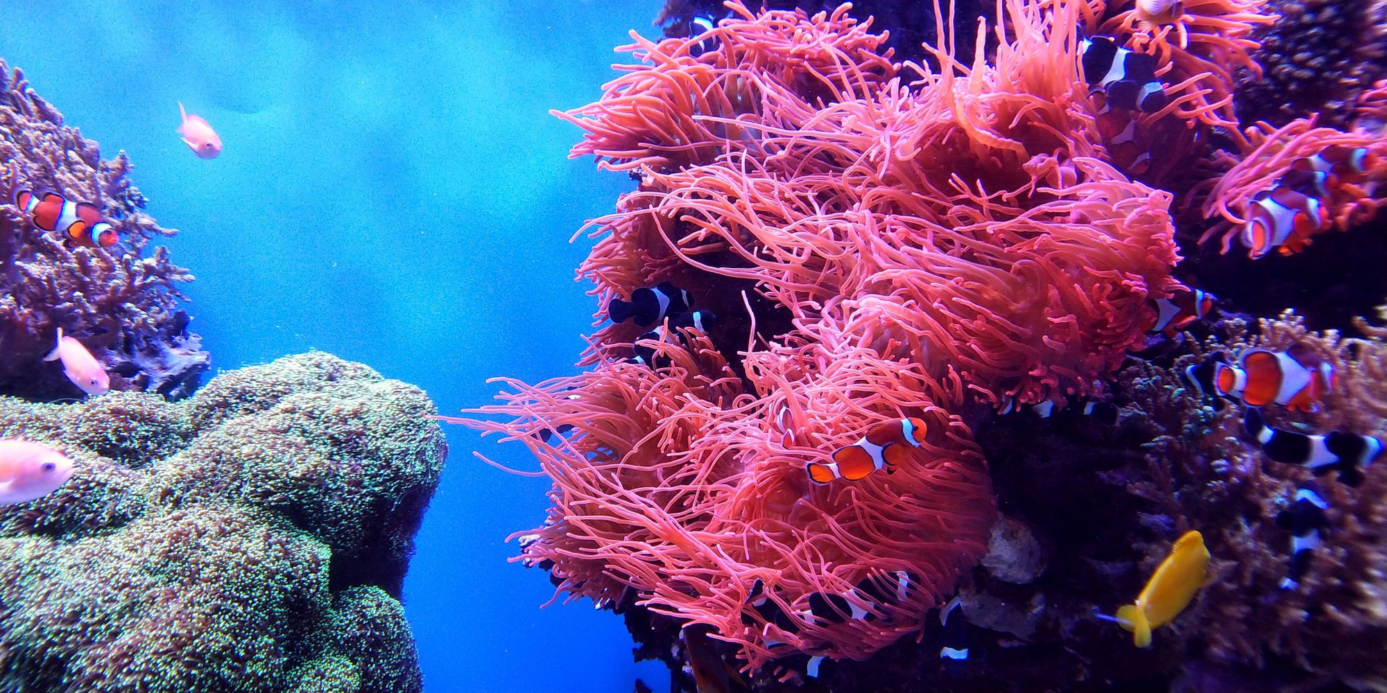 Healthy Colorful Coral Reef