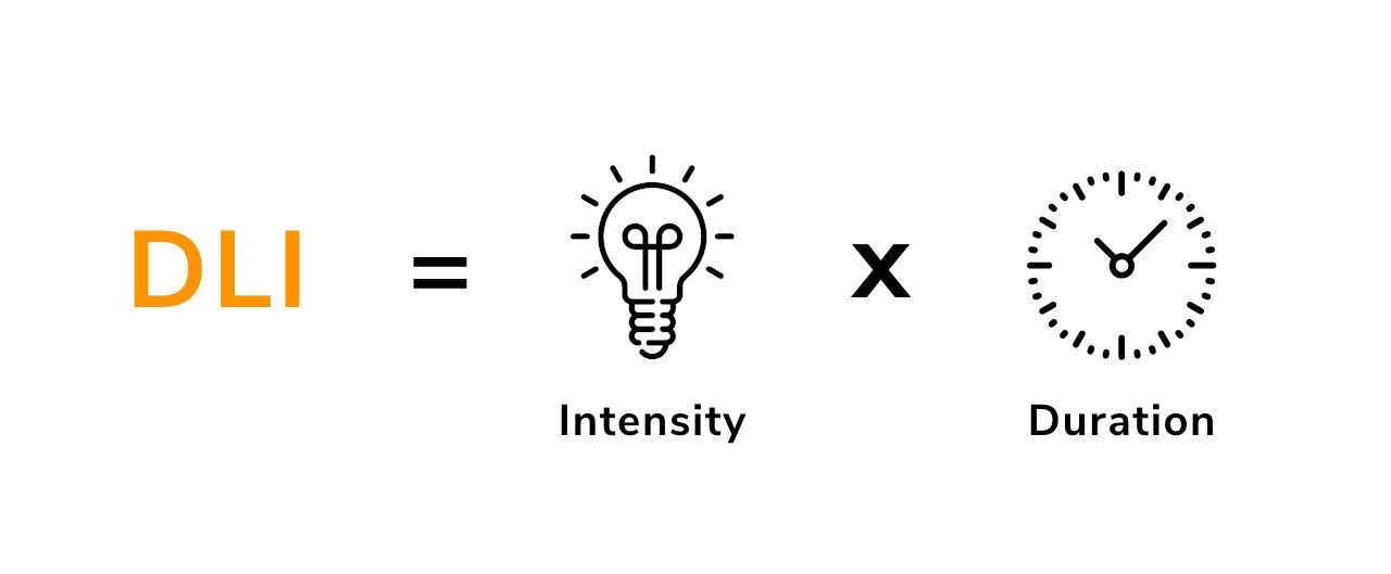 The Daily Light Integral of