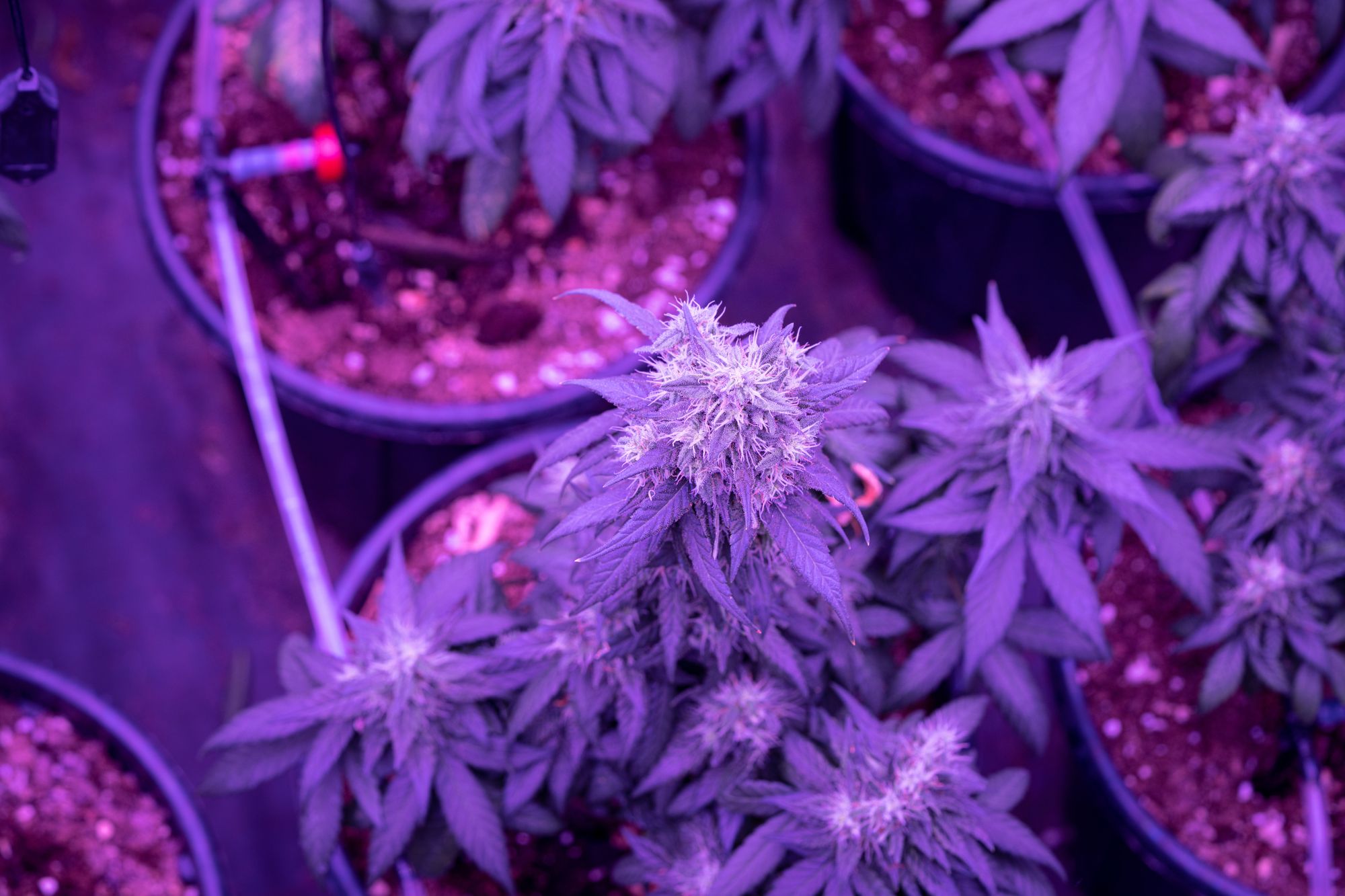 Cannabis Lighting PAR PPFD And DLI For Autoflowers