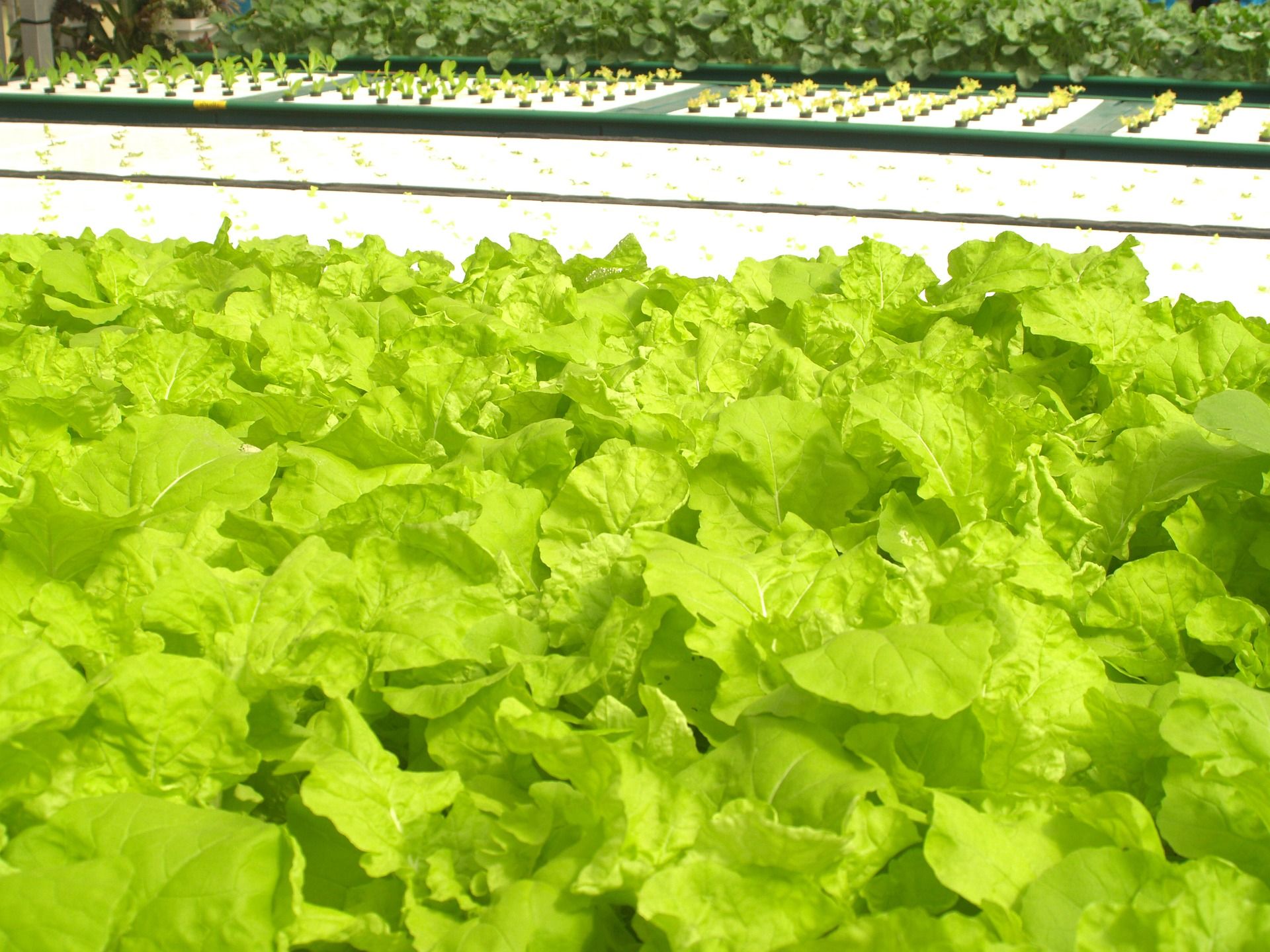 Grow Your Own Food With an Hydroponic Garden