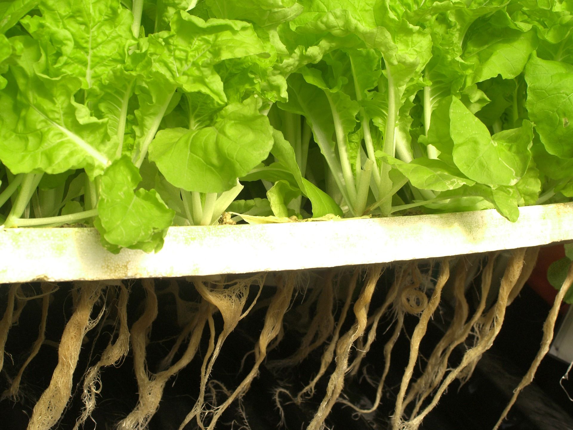 Grow Your Own Food With an Hydroponic Garden