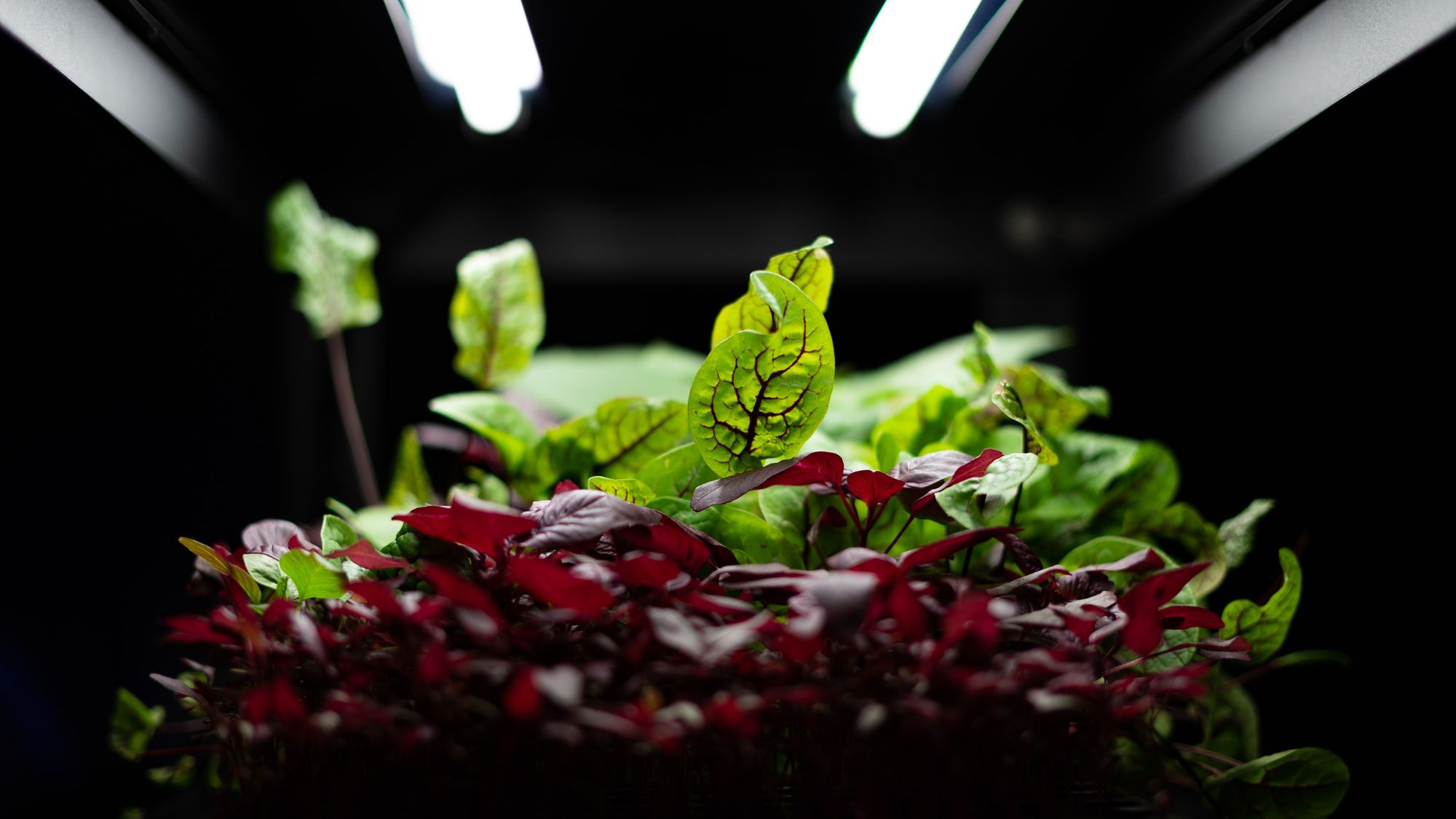 Grow Your Own Food With an Hydroponic Garden