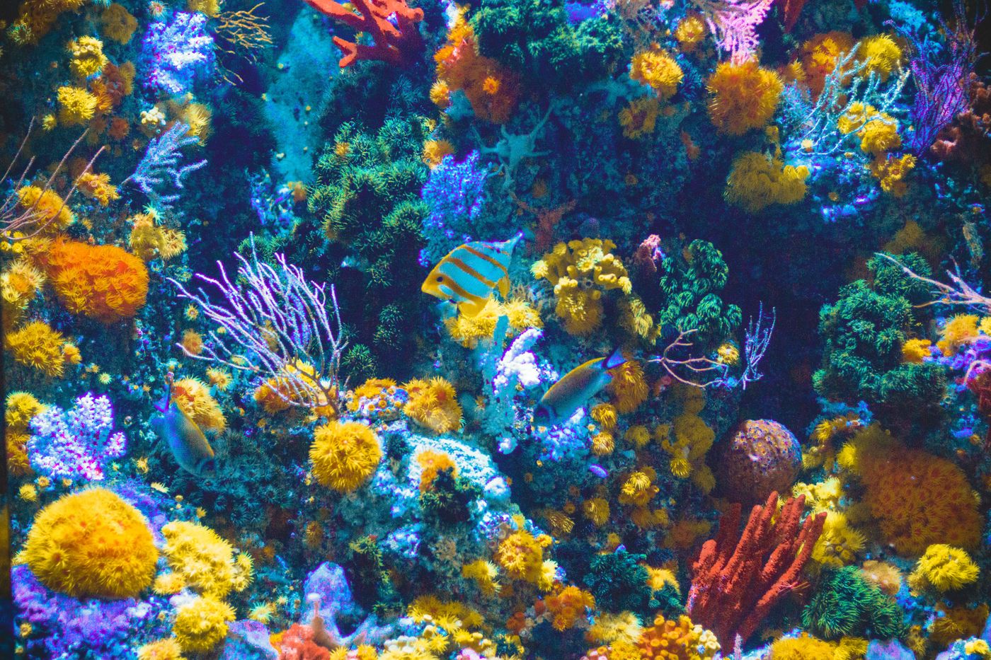 Underwater PAR Measurements for Reef Aquariums