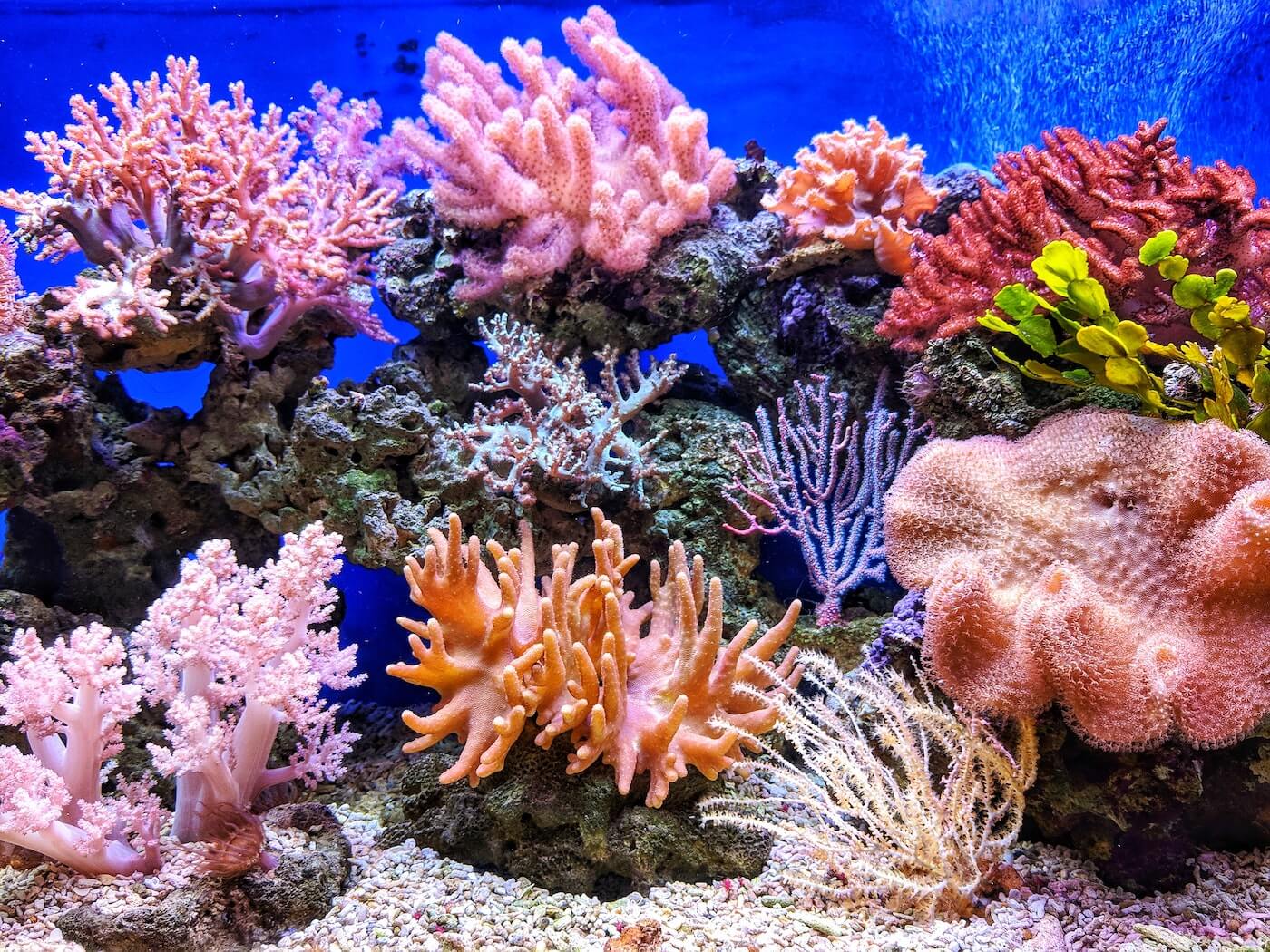 Beleuchtung für Korallen
