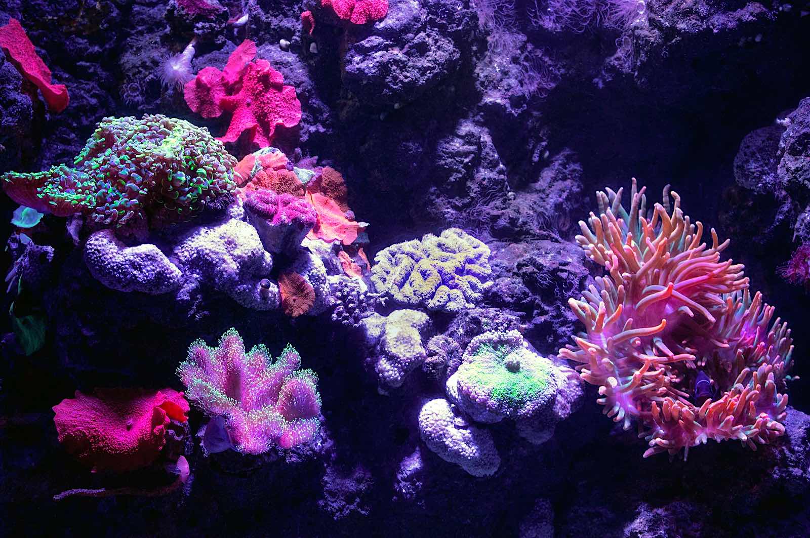 Coral Reef Lighting Guide