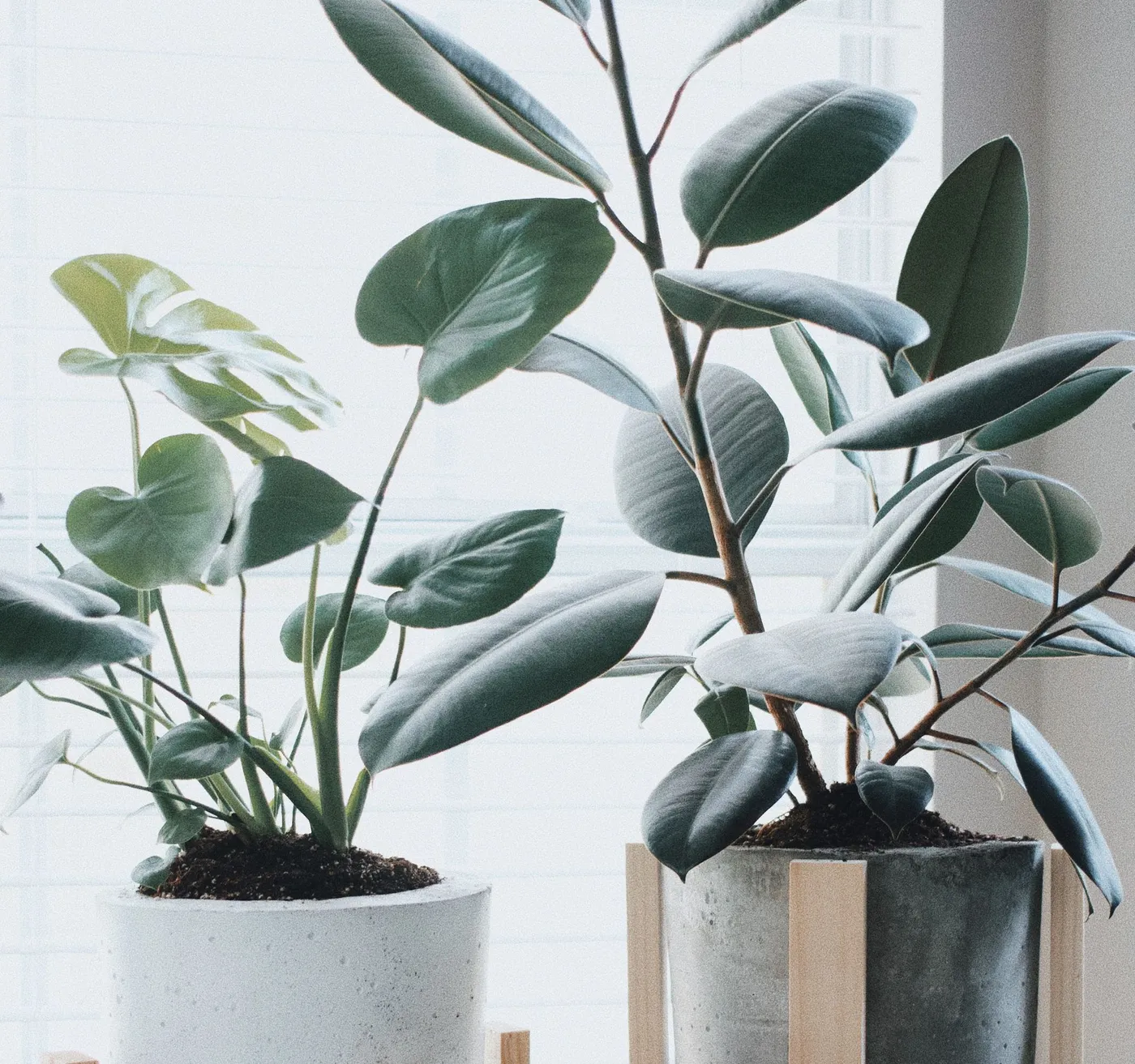 Properly Wintering Houseplants