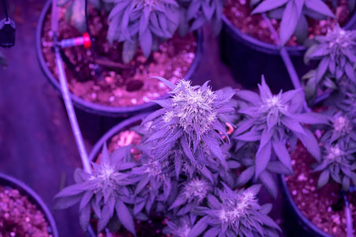 Cannabis Lighting: PAR / PPFD And DLI For Autoflowers