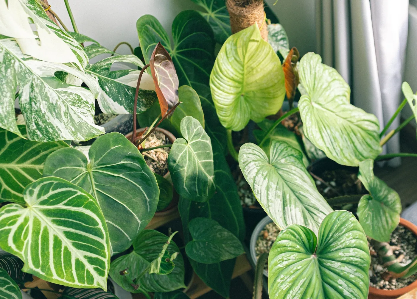 The Beginner's Guide to Lighting for Houseplants