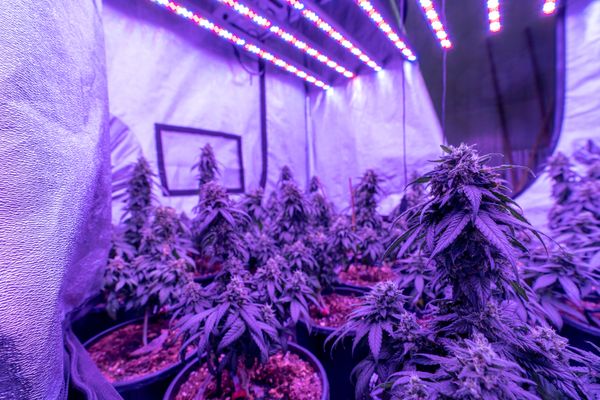 Upgrading to a Better Grow Light Photone